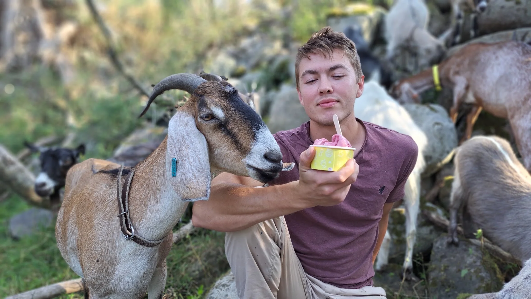 Oskar Edwall med sina getter